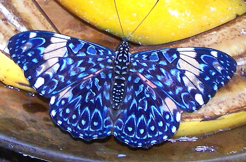 Starry Night Cracker butterfly