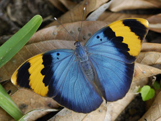 Gold-banded Forester butterfly