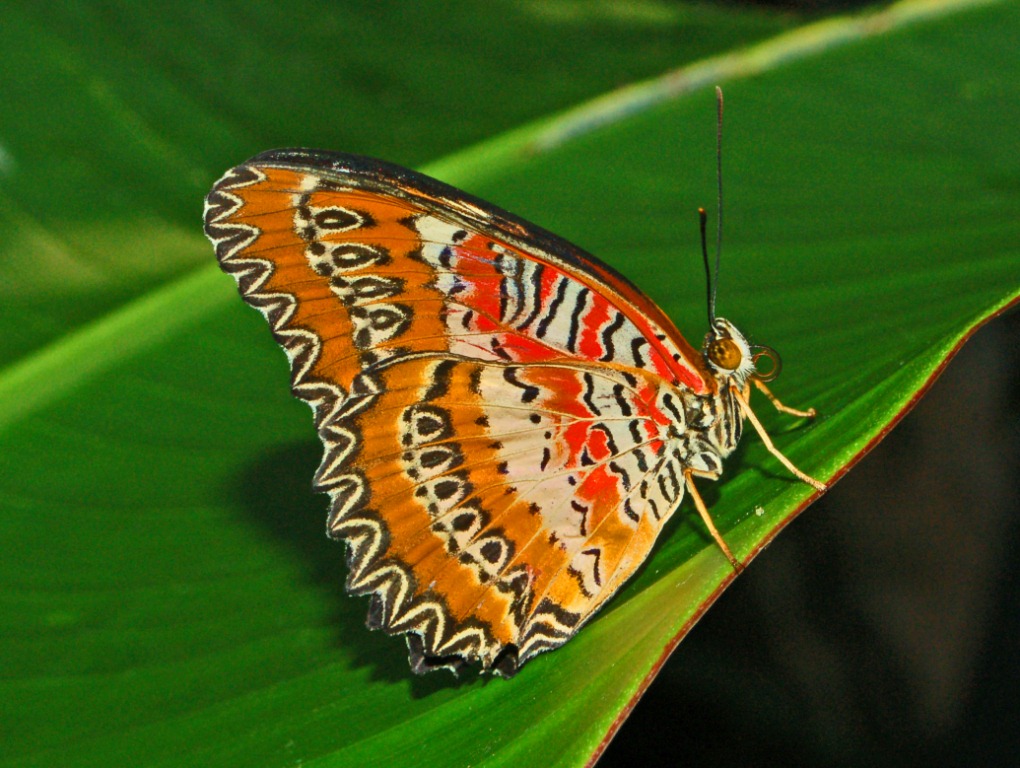 Red Lacewing butterfly